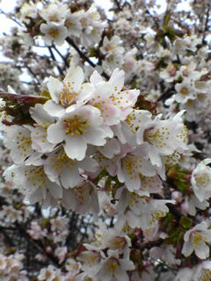 根室市のさくら１