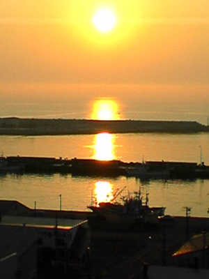 根室市のサクラ１０４