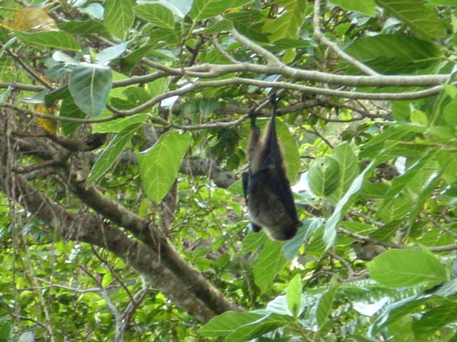 石垣島コウモリ
