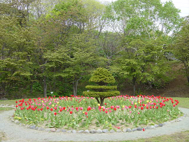 稚内さくら２０