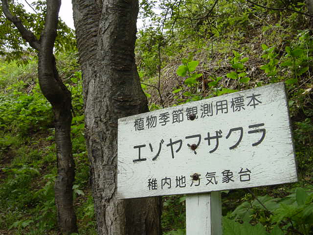 稚内さくら３０