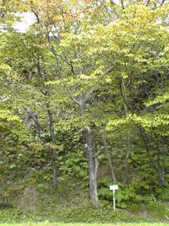 稚内さくら２１