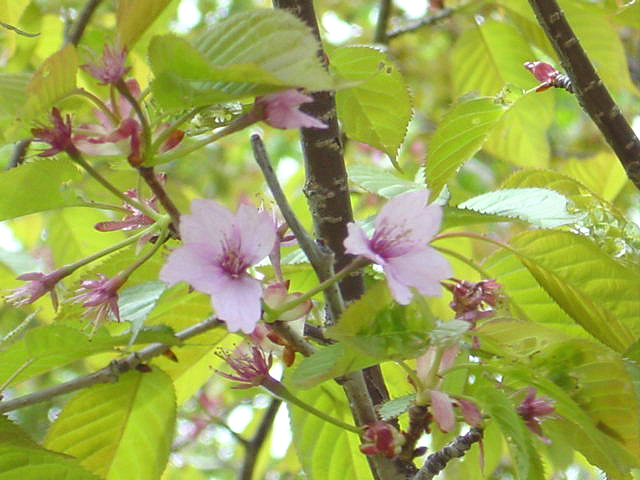 稚内さくら５０