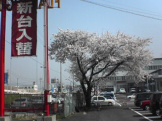 長野福島の桜５