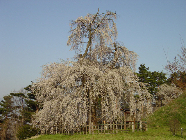 長野福島の桜４