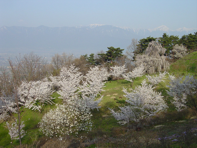 長野福島の桜３