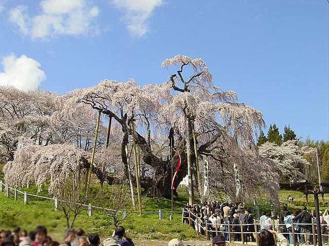 長野福島の桜１３
