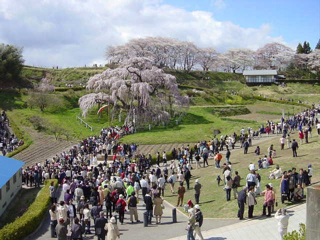 長野福島の桜１０