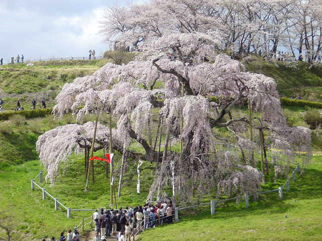 長野福島の桜１１