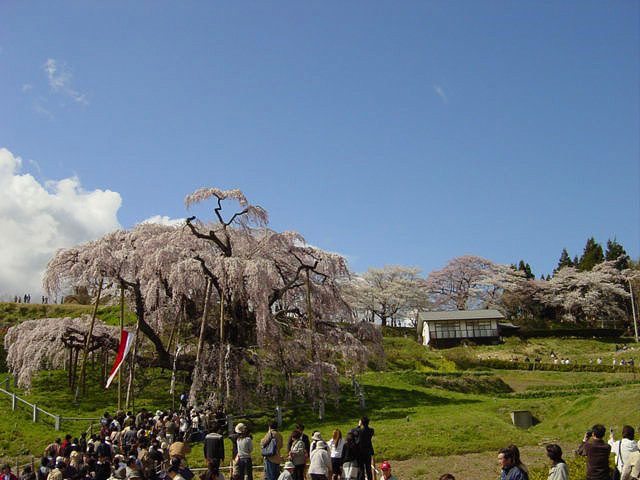 長野福島の桜１４
