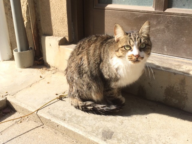 鞆の浦ねこ８