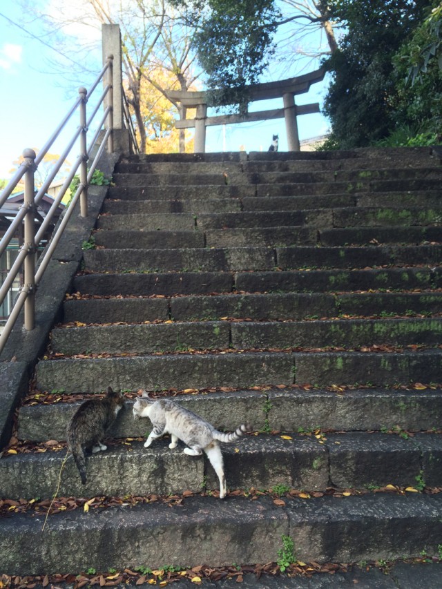 鞆の浦ねこ１２