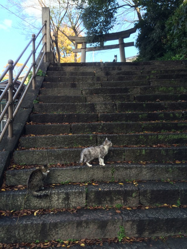 鞆の浦ねこ１３
