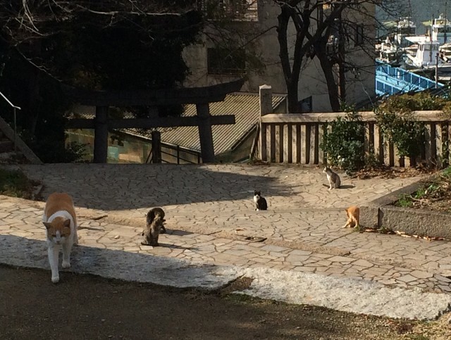 鞆の浦ねこ２２