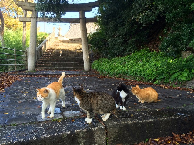 鞆の浦ねこ１５