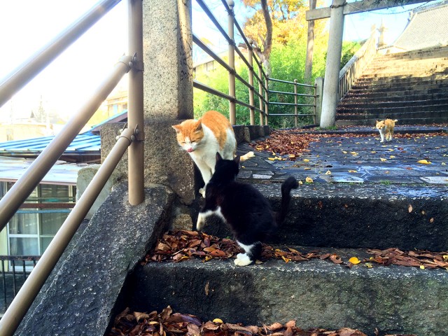 鞆の浦ねこ１６