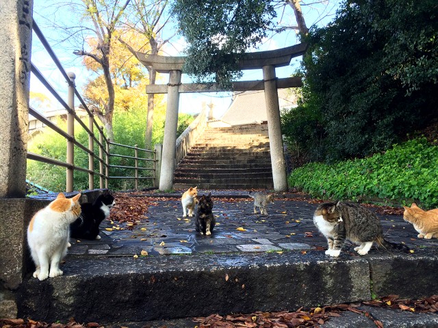 鞆の浦ねこ１８