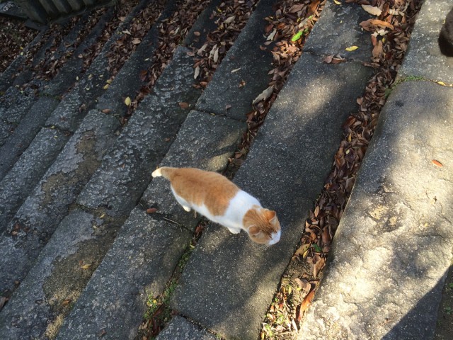 鞆の浦ねこ１０