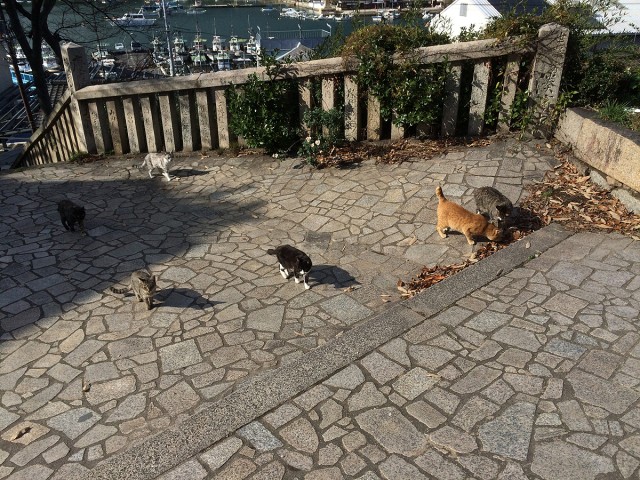 鞆の浦ねこ２０