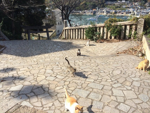 鞆の浦ねこ２５
