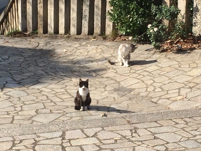 鞆の浦ねこ２３