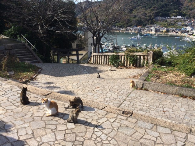 鞆の浦ねこ２４