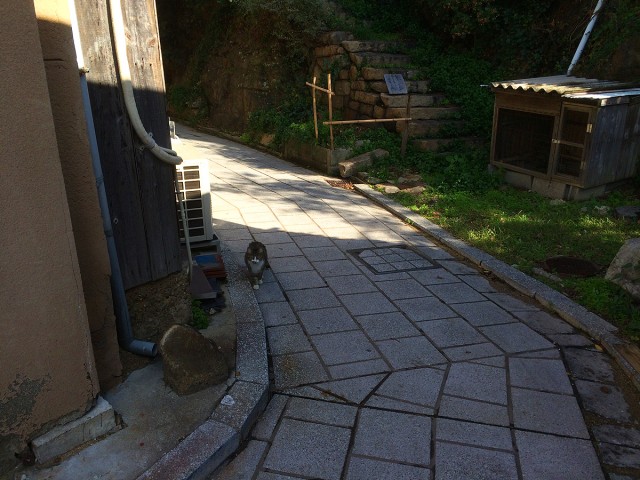 鞆の浦ねこ６